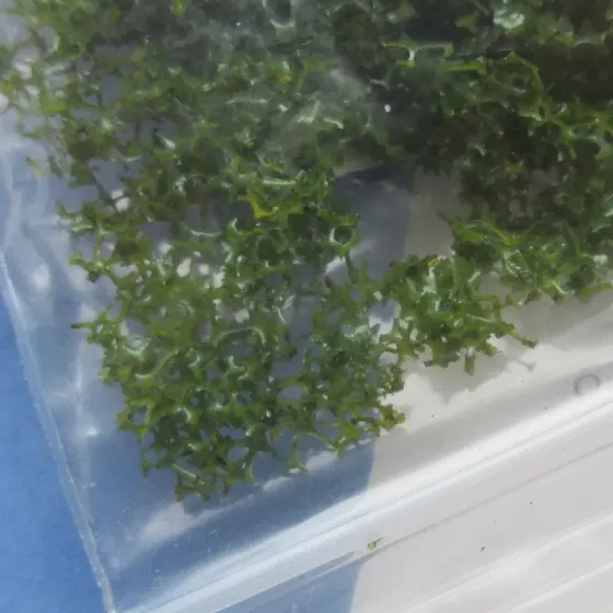 Imitação Relva - EG380